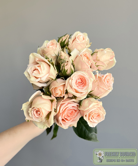 bunch of spray roses held in hand on grey background