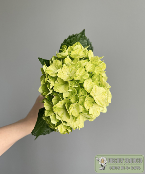 light green hydrangeas on grey background