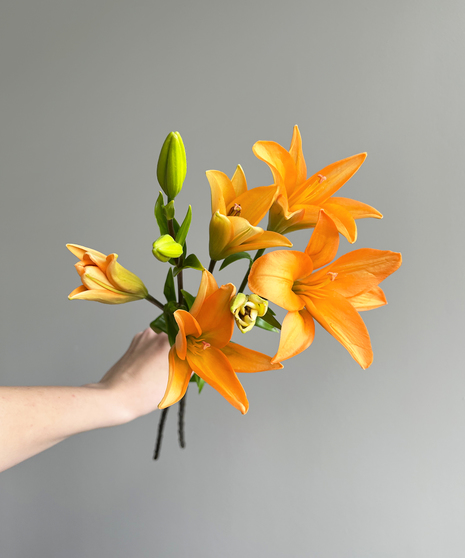 close up of Asiatic lily
