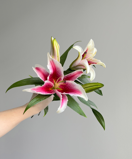 stargazer lilies