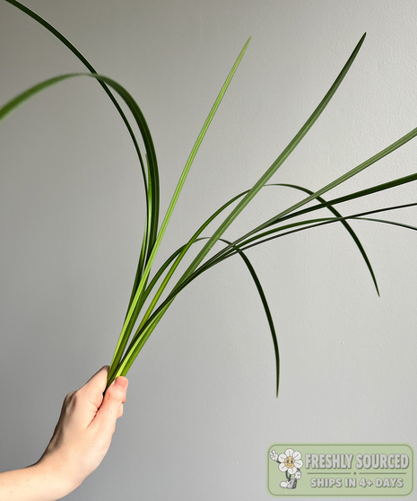 Lily Grass ( 1 bunch/ 10 stems)