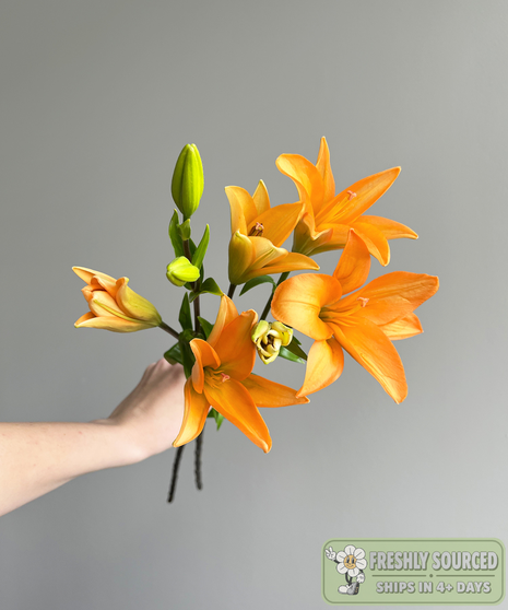 LILY ASIATIC Orange ( 1 bunch/ 10 stems)