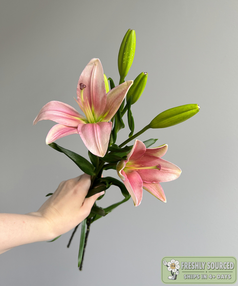 close up of Asiatic lily