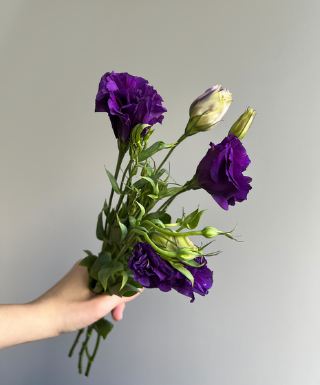 lisianthus flowers in purple, held by hand on grey background