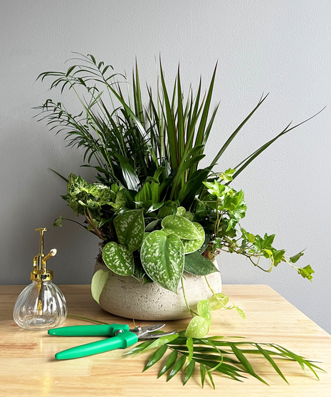 Shop Plants