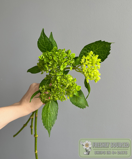 mini green hydrangea