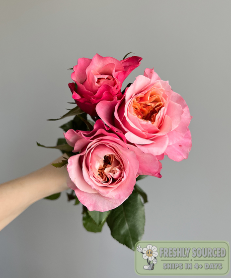 Garden Rose Pink Miyabi | Baltimore - Owings Mills (MD) Bulk & DIY