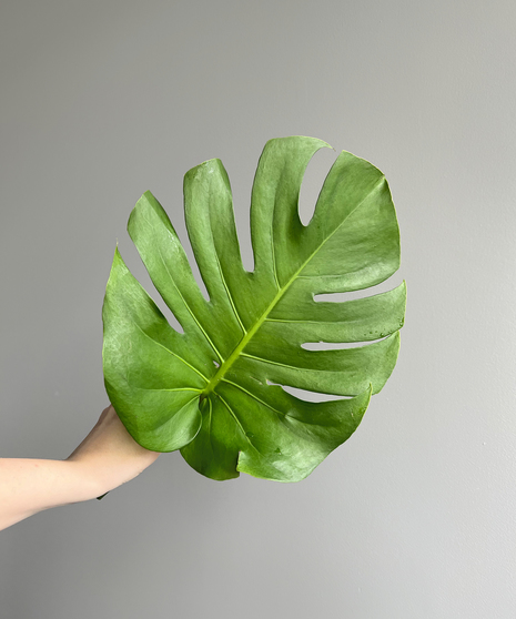 hand holding monstera stem on grey background