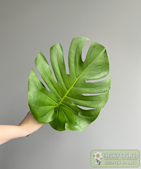 MONSTERA ( 1 bunch/ 5 stems)