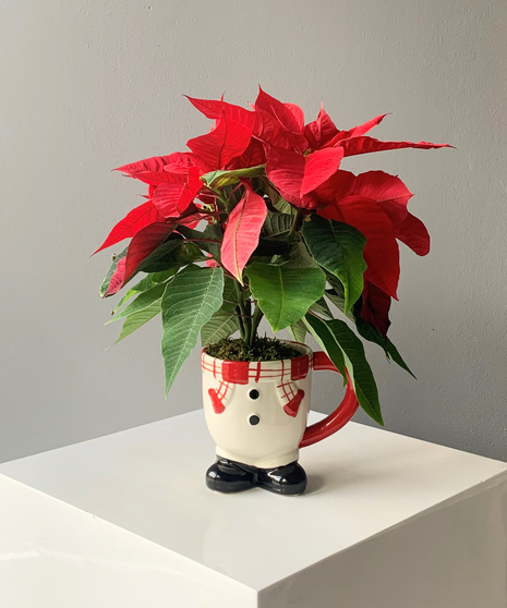 Frosty Mug with Poinsettia