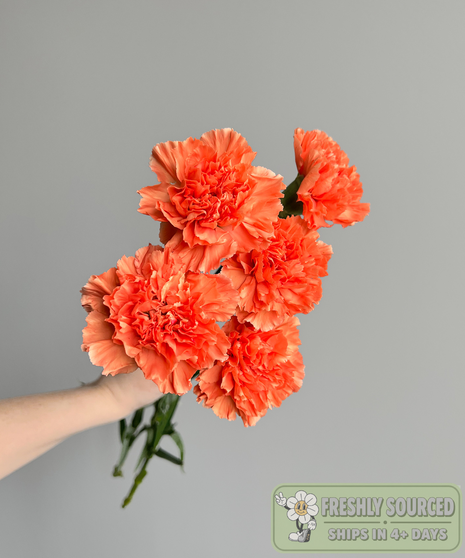 bunch of carnations held in hand on grey background