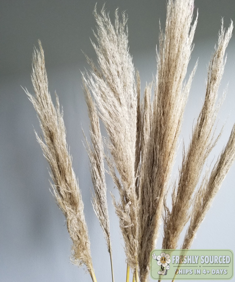 Pampas Grass Dried ( 1 bunch/ 5 stems)