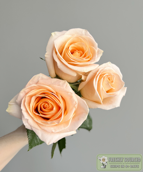 peach roses held in hand on grey background