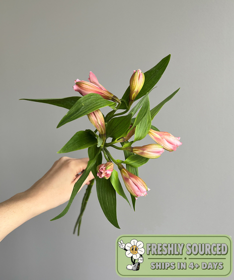 Alstroemeria Pink (1 bunch/10 stems)