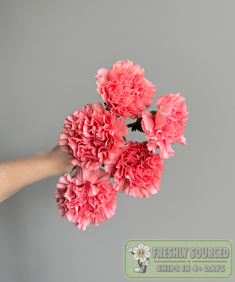 bunch of carnations held in hand on grey background