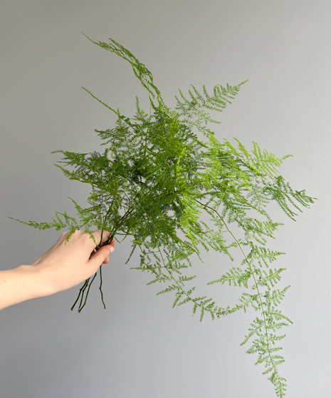 fluffy plumosa stems held in hand