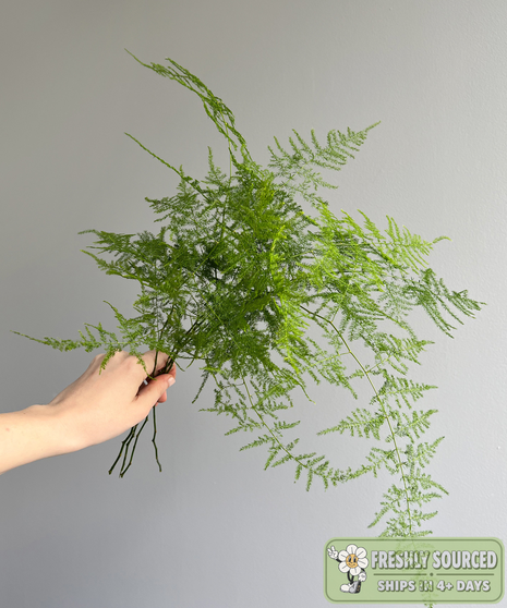 PLUMOSA ( 1 bunch/ 10 stems)