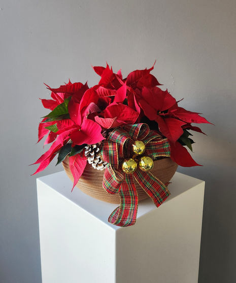 Poinsettia Garden