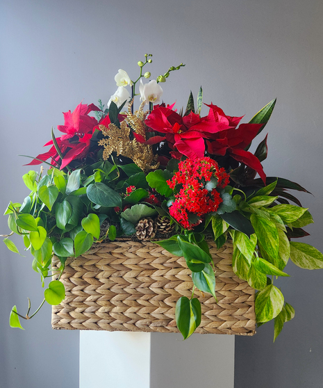 Premium Holiday Planter