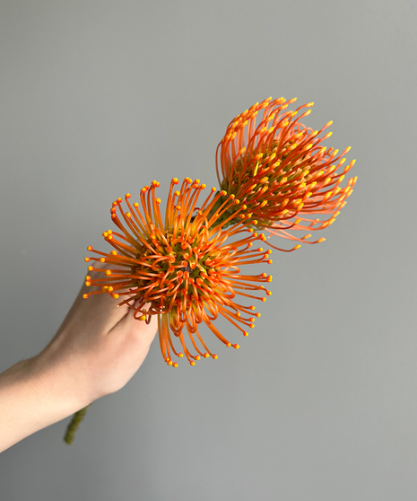 two pincushion protea held in hand on grey background