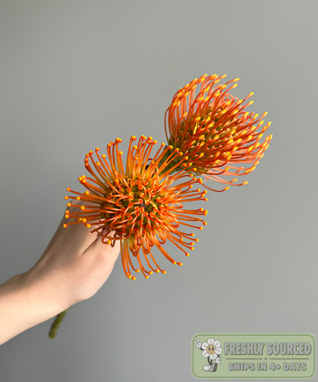 two pincushion protea held in hand on grey background