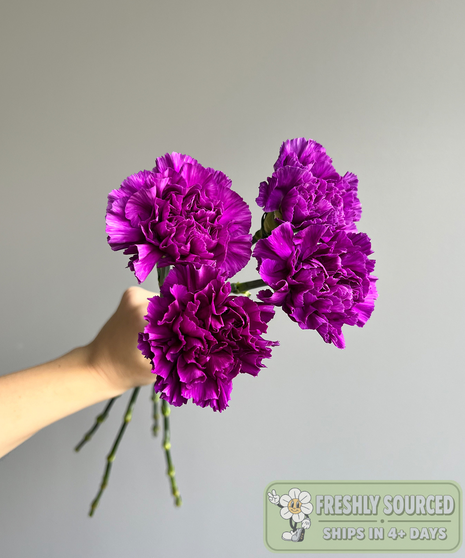 bunch of carnations held in hand on grey background
