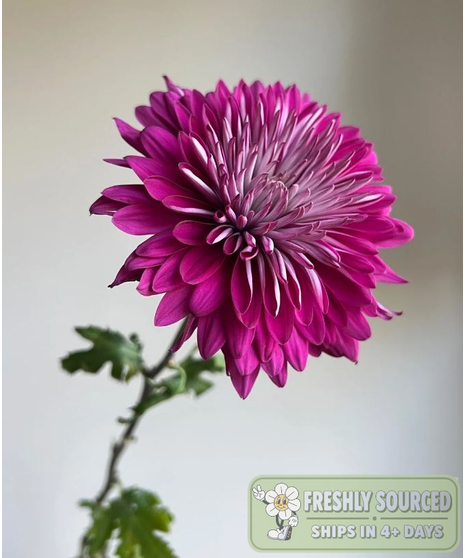 Mum Purple (1 bunch/10 stems)