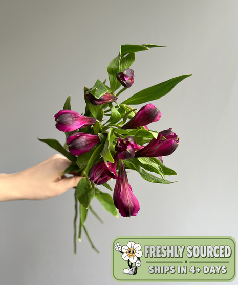 Alstroemeria Purple (1 bunch/10 stems)