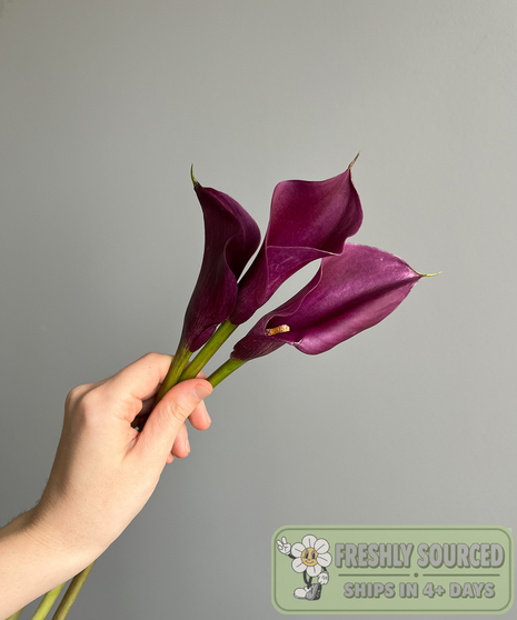 Mini Calla Lily Purple (1 bunch/10 stems)