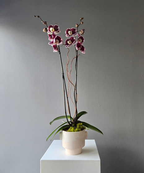 double-stem white orchid in a ceramic container