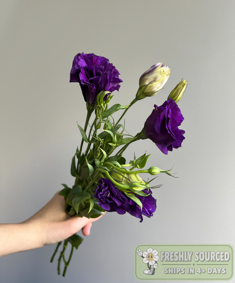 lisianthus flowers in purple, held by hand on grey background