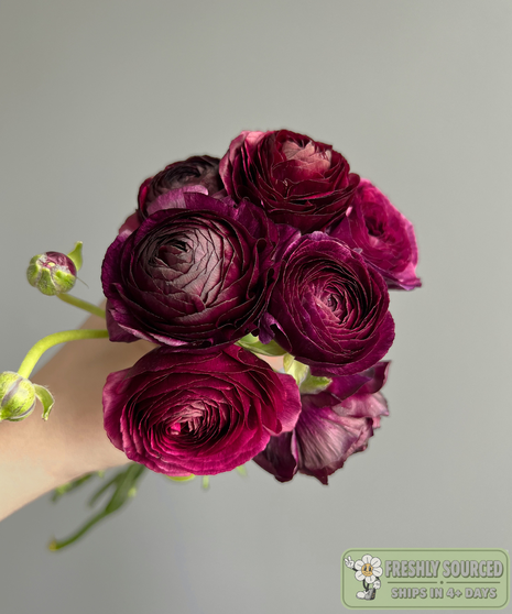 ranunculus