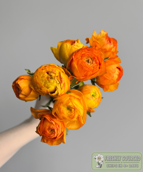 ranunculus