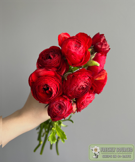 RANUNCULUS Red ( 1 bunch/ 10 stems)