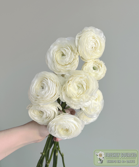 ranunculus