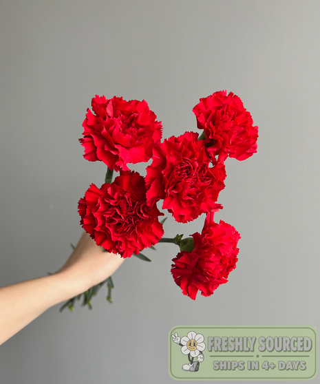 bunch of carnations held in hand on grey background