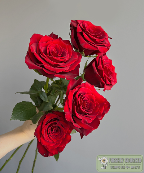 red roses held in hand on grey background