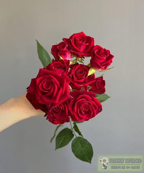 bunch of spray roses held in hand on grey background