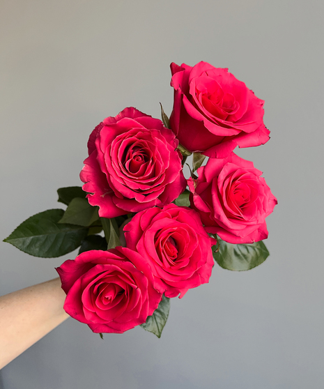 Rose Hot Pink ( 1 bunch/ 25 stems)