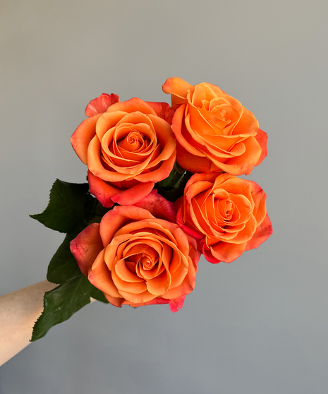 orange roses held in hand on grey background