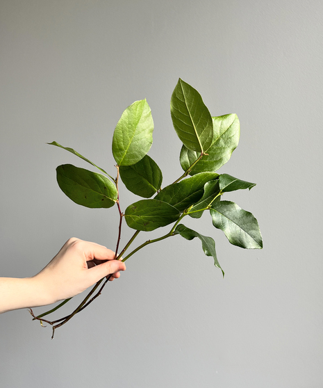 Salal Tips ( 1 bunch/ 20 stems)