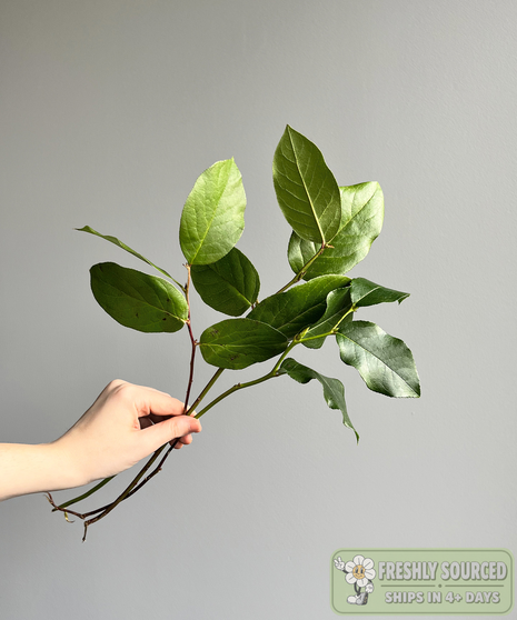Salal Tips ( 1 bunch/ 20 stems)