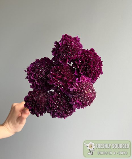 purple scabiosa flowers held in hand on grey background