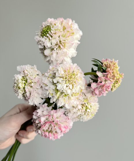 large bunch of dainty white and pink scabiosa flowers held in hand