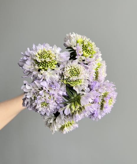 large bunch of dainty white and pink scabiosa flowers held in hand