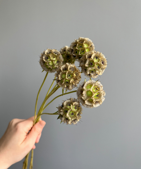 seven scabiosa pods held in hand on grey background