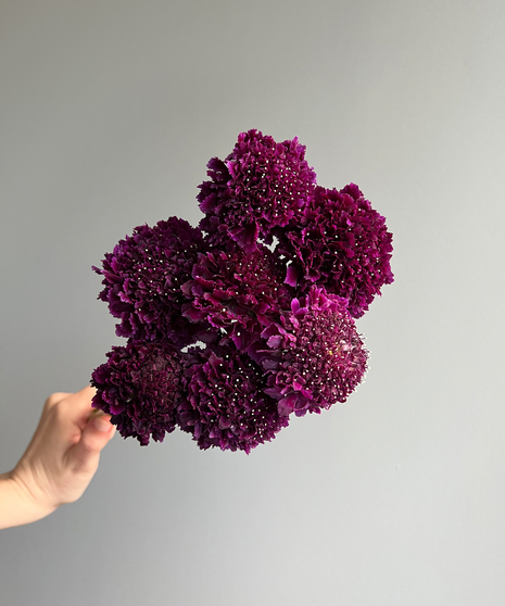 large bunch of dainty white and pink scabiosa flowers held in hand