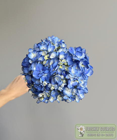 Hydrangea Shocking Blue ( 1 bunch/ 10 stems)