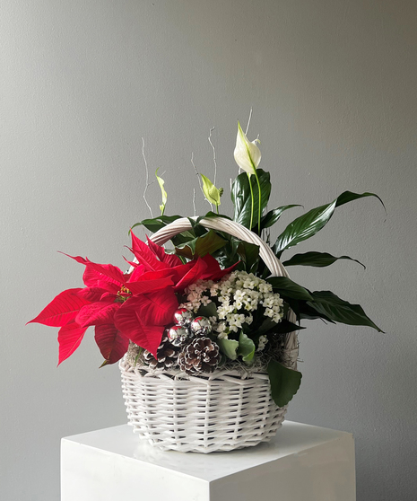 Holiday Blooming Basket - Small