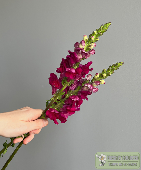 SNAPDRAGONS Burgundy ( 1 bunch/ 10 stems)